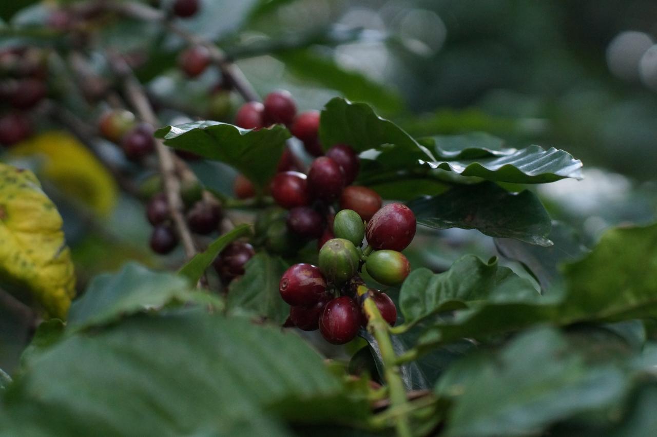 Arusha Villa Karamu Coffee Estate Usa River Εξωτερικό φωτογραφία
